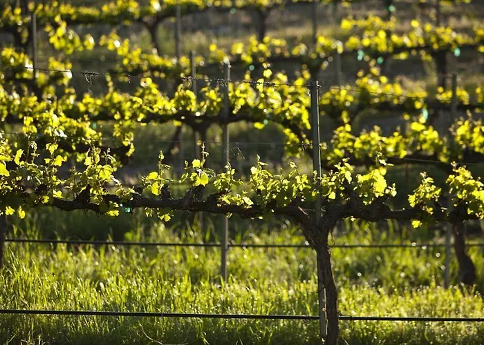 Dunning Vineyards Guest Villa